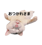 野良ちゃんたまおの日常（個別スタンプ：8）