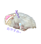 アルビノハリネズミの可愛いトークスタンプ（個別スタンプ：1）