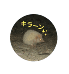 アルビノハリネズミの可愛いトークスタンプ（個別スタンプ：3）