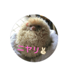 アルビノハリネズミの可愛いトークスタンプ（個別スタンプ：4）