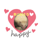 アルビノハリネズミの可愛いトークスタンプ（個別スタンプ：6）