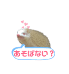 アルビノハリネズミの可愛いトークスタンプ（個別スタンプ：8）