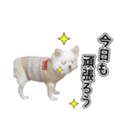 チワワのノンちゃんスタンプ（個別スタンプ：1）