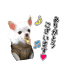 チワワのノンちゃんスタンプ（個別スタンプ：2）