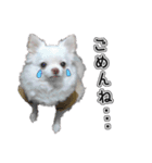 チワワのノンちゃんスタンプ（個別スタンプ：3）