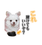 チワワのノンちゃんスタンプ（個別スタンプ：4）