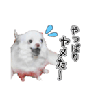 チワワのノンちゃんスタンプ（個別スタンプ：5）