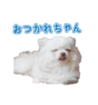 チワワのノンちゃんスタンプ（個別スタンプ：6）
