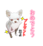 チワワのノンちゃんスタンプ（個別スタンプ：7）