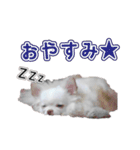 チワワのノンちゃんスタンプ（個別スタンプ：8）