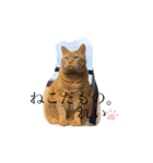 うちのれい（個別スタンプ：7）