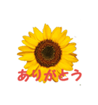 花ピース（個別スタンプ：1）
