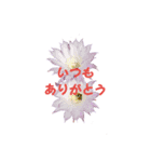 花ピース（個別スタンプ：8）
