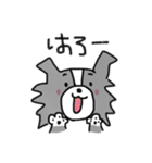 ボーダーコリーちゃんといっしょ！（個別スタンプ：1）