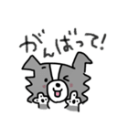ボーダーコリーちゃんといっしょ！（個別スタンプ：16）