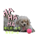 ペコのスタンプ（個別スタンプ：5）