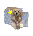ペコのスタンプ（個別スタンプ：7）