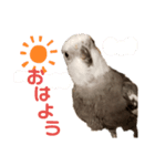 オカメインコのポリくん（個別スタンプ：1）