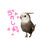 オカメインコのポリくん（個別スタンプ：2）