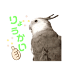 オカメインコのポリくん（個別スタンプ：3）