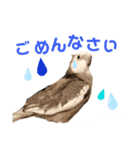オカメインコのポリくん（個別スタンプ：4）