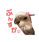 オカメインコのポリくん（個別スタンプ：5）