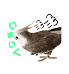 オカメインコのポリくん（個別スタンプ：7）