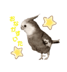 オカメインコのポリくん（個別スタンプ：8）