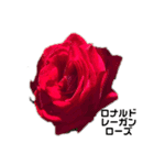 2019年Rose2（個別スタンプ：5）
