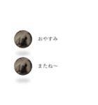 はりねずみの気持ちを伝える2つのふきだし（個別スタンプ：9）