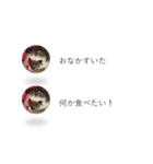 はりねずみの気持ちを伝える2つのふきだし（個別スタンプ：15）