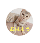 きなこちゃんの日常スタンプ（個別スタンプ：1）