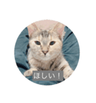 きなこちゃんの日常スタンプ（個別スタンプ：6）