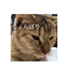 きなこちゃんの日常スタンプ（個別スタンプ：7）