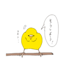 セキセイさん、オカメさん（個別スタンプ：1）