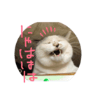 とのちゃん(ほぼ白猫)（個別スタンプ：2）