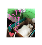 とのちゃん(ほぼ白猫)（個別スタンプ：3）