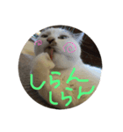 とのちゃん(ほぼ白猫)（個別スタンプ：6）