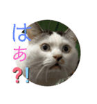 とのちゃん(ほぼ白猫)（個別スタンプ：7）