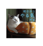 とのちゃん(ほぼ白猫)（個別スタンプ：8）