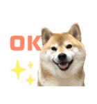 柴犬ぎんのスタンプ1（個別スタンプ：1）