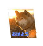 柴犬ぎんのスタンプ1（個別スタンプ：2）