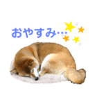 柴犬ぎんのスタンプ1（個別スタンプ：3）