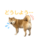 柴犬ぎんのスタンプ1（個別スタンプ：4）