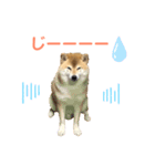 柴犬ぎんのスタンプ1（個別スタンプ：5）