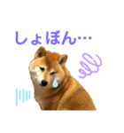 柴犬ぎんのスタンプ1（個別スタンプ：6）