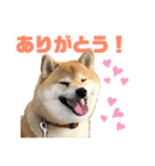 柴犬ぎんのスタンプ1（個別スタンプ：7）