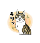 Lucky Star 第一弾（個別スタンプ：1）