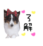 ここちゃぷー❤（個別スタンプ：1）