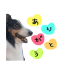 ここちゃぷー❤（個別スタンプ：3）